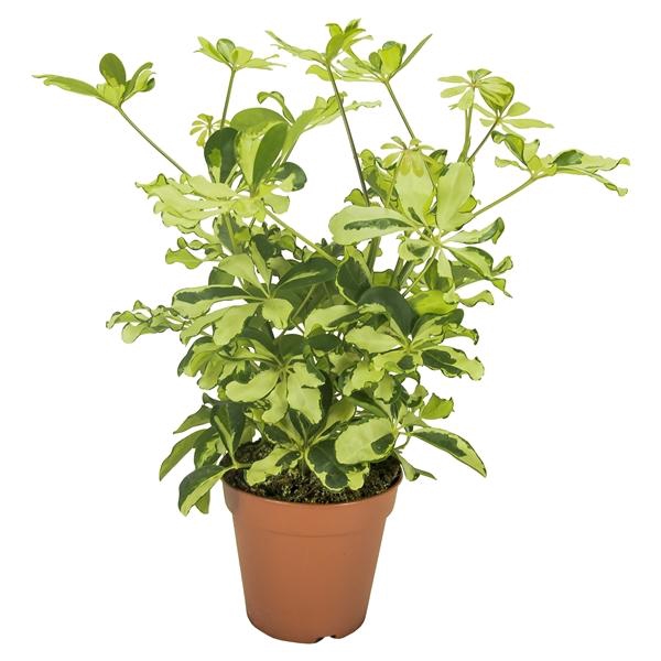 <h4>Schefflera arboricola 'Charlotte'</h4>