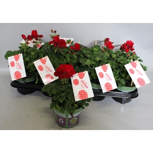 Pelargonium Calliope M Dark Red