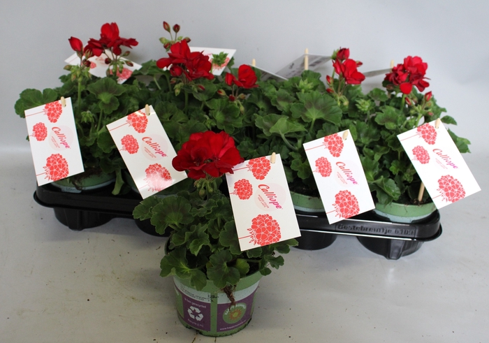 <h4>Pelargonium Calliope M Dark Red</h4>
