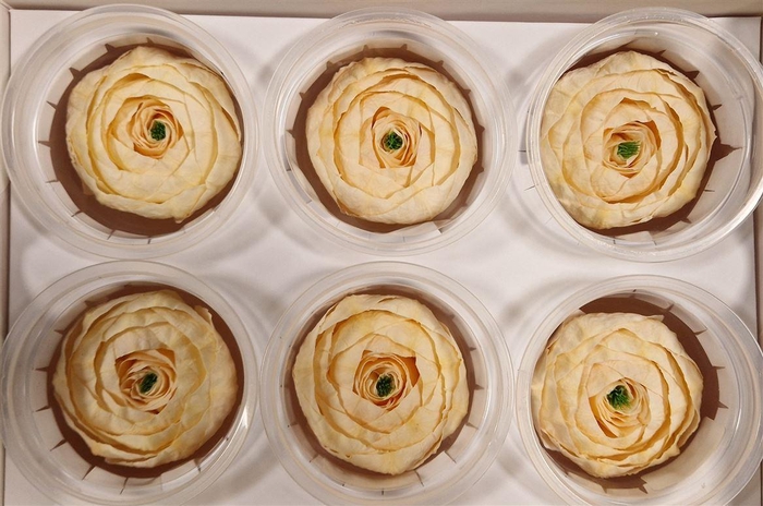 <h4>Ran Pres Champagne</h4>