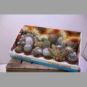 Cactus Gem
