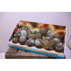 arr8 Cactus Gem