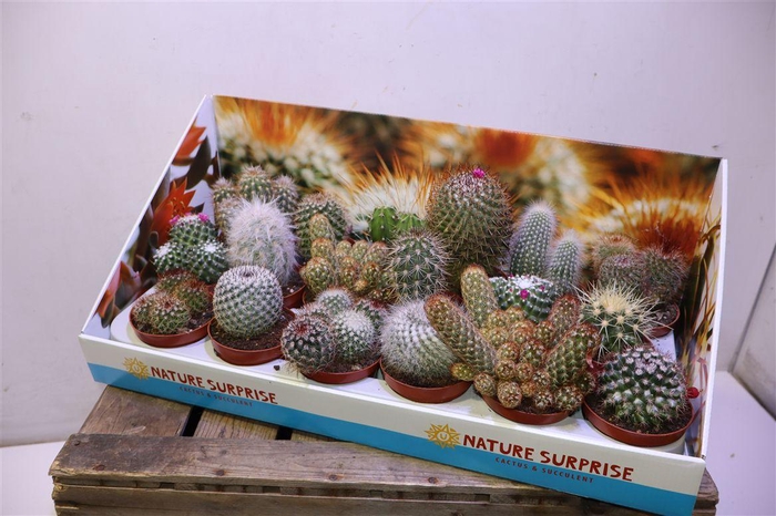 <h4>Cactus Gem</h4>