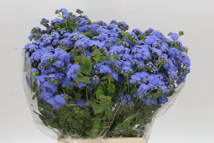 <h4>Ageratum Blue Planet</h4>
