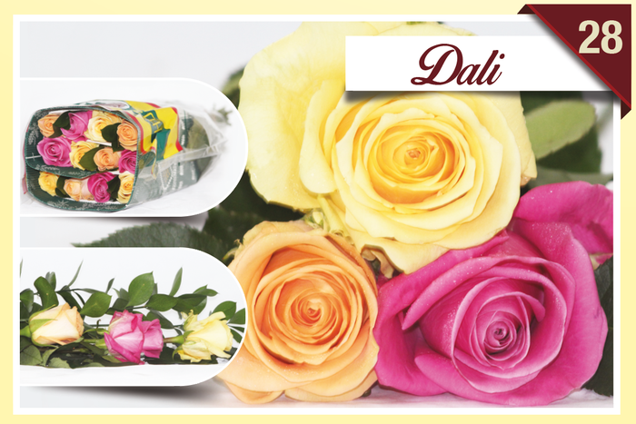 <h4>R Gr Rainbow Dali 40cm EC</h4>