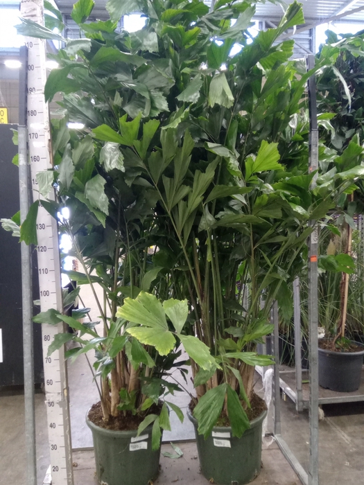 <h4>Caryota mitis</h4>
