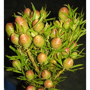 Leucadendron Strictum