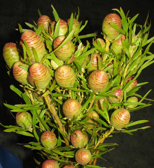 Leucadendron Strictum