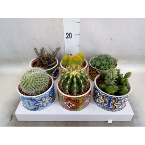 Cactus   ...