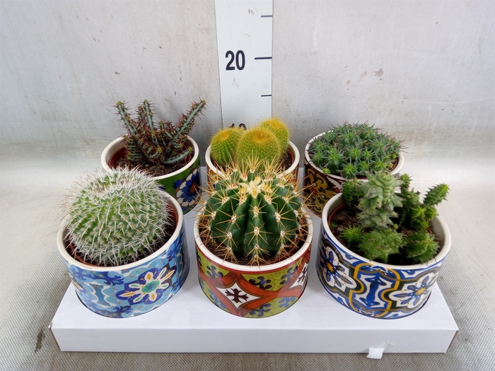 <h4>Cactus   ...</h4>