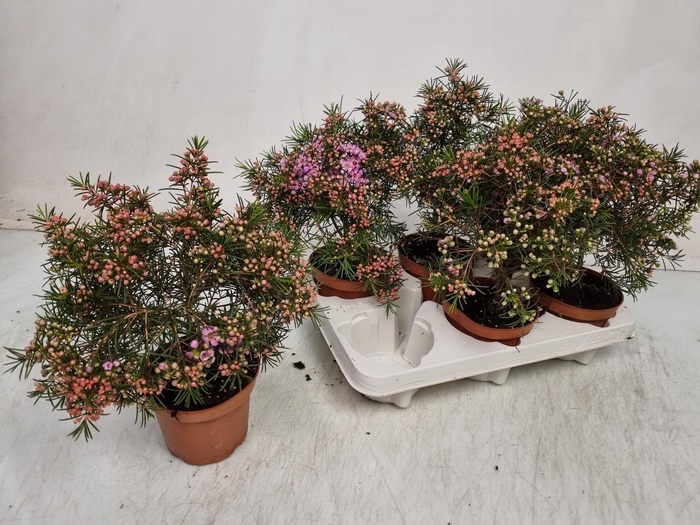 <h4>CHAMEL U OV</h4>