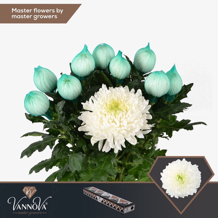 <h4>Chrysanten Chr G Magnum</h4>