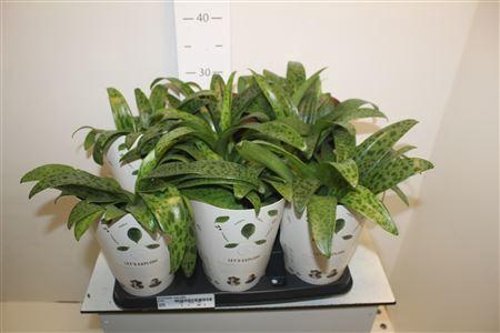 <h4>Drimiopsis Maculata</h4>