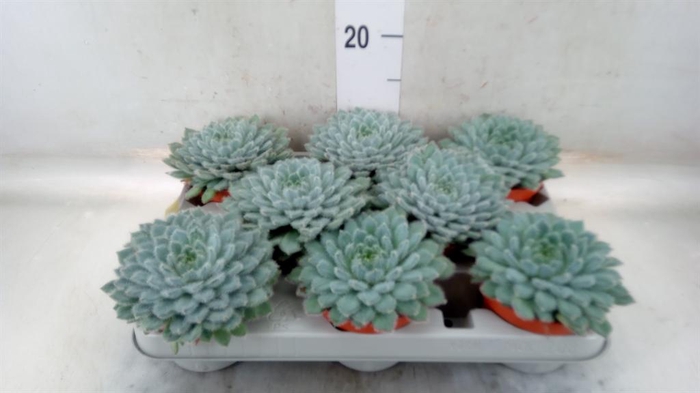 <h4>Echeveria setosa</h4>