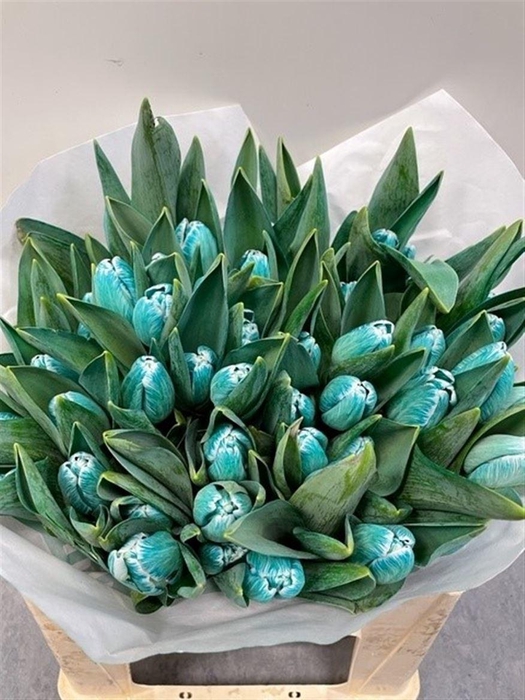 <h4>Tu Kb Tiffany</h4>