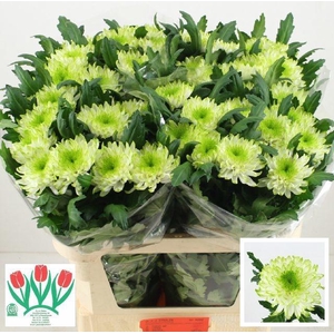 CHR G ZEMBLA LIME