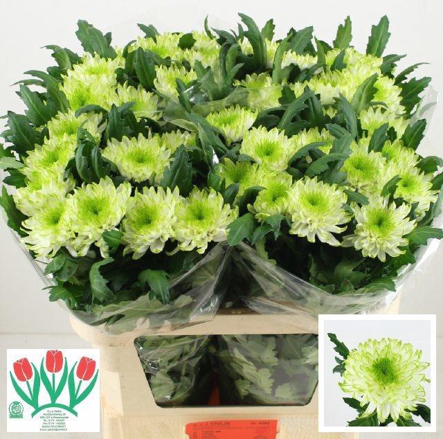 <h4>CHR G ZEMBLA LIME</h4>