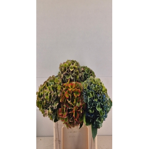Hydrangea mix classic special