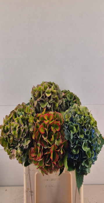 <h4>Hydrangea mix classic special</h4>