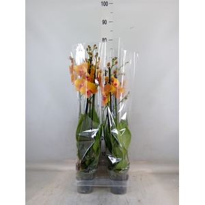Phalaenopsis  'Buddha'
