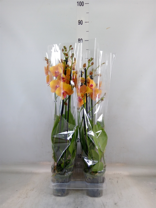 <h4>Phalaenopsis  'Buddha'</h4>