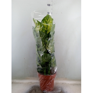 Dieffenbachia seg. 'Maroba'