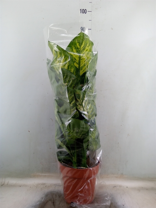 <h4>Dieffenbachia seg. 'Maroba'</h4>