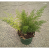 Asparagus overig