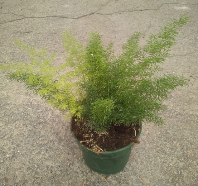 Asparagus overig