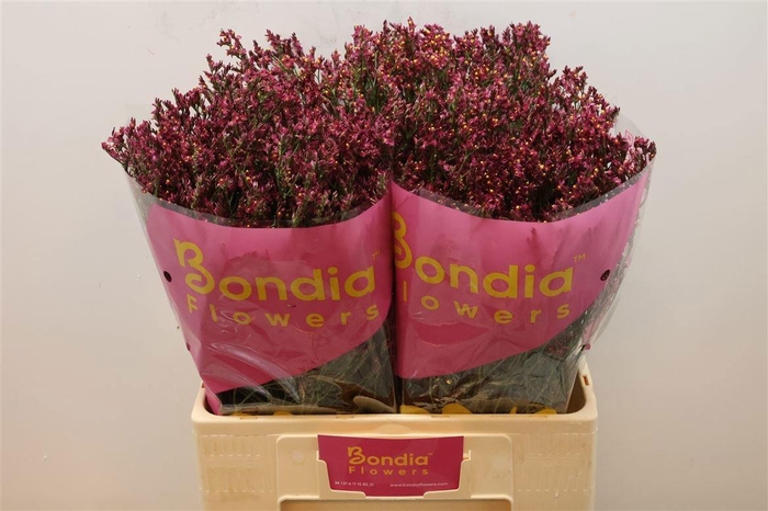 <h4>LIM SIN SCARLET DIA</h4>