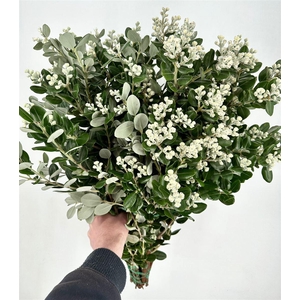 Pittosporum per bos