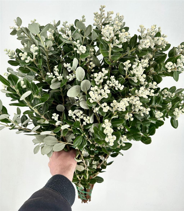 <h4>Pittosporum per bos</h4>