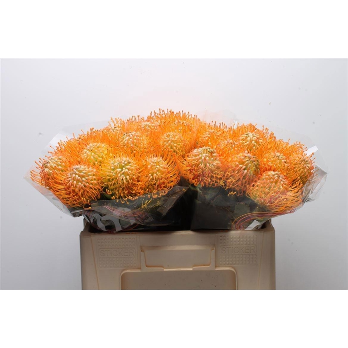 <h4>Leuco Soleil</h4>