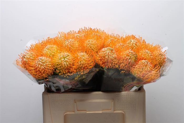 <h4>LEUCO SOLEIL</h4>