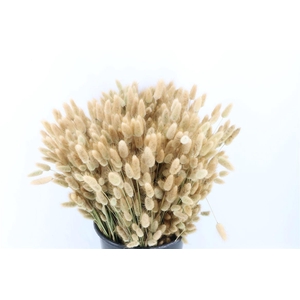 Lagurus Naturel P Bunch