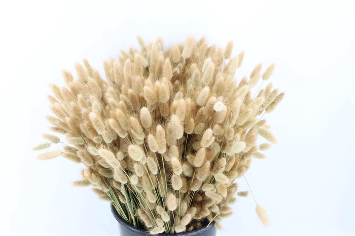 <h4>Lagurus Naturel P Bunch</h4>