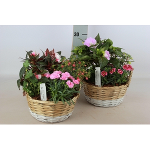 ARR TUINPLANTEN