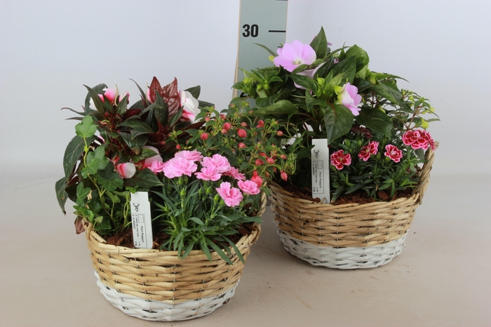 <h4>ARR TUINPLANTEN</h4>