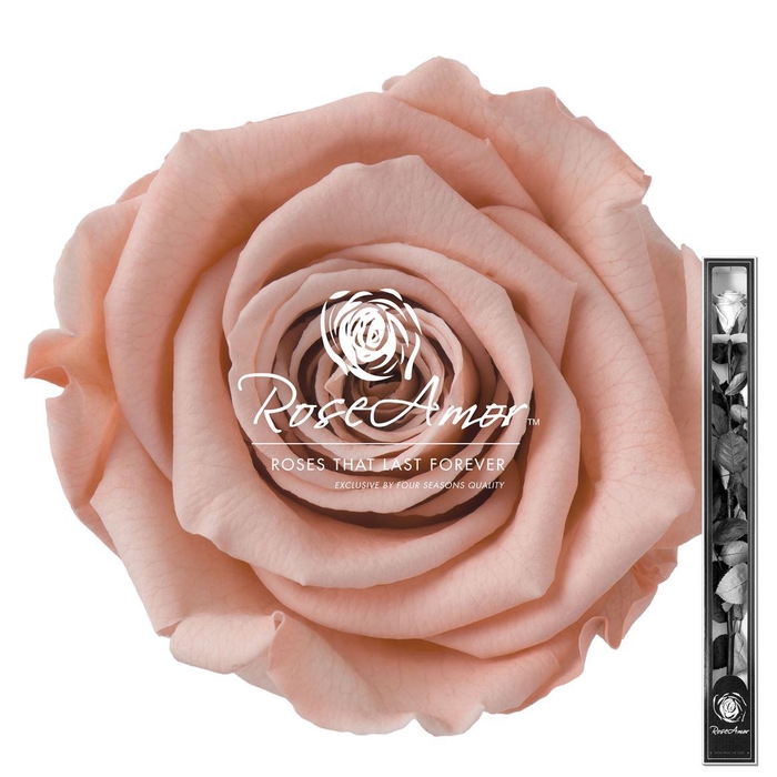 <h4>60cm Stem Pea01</h4>