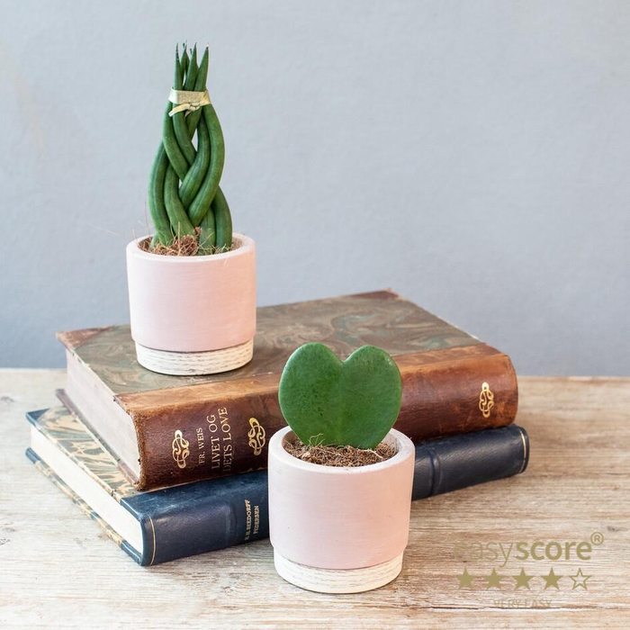 <h4>Woodbase Terracotta Crea 6cm</h4>