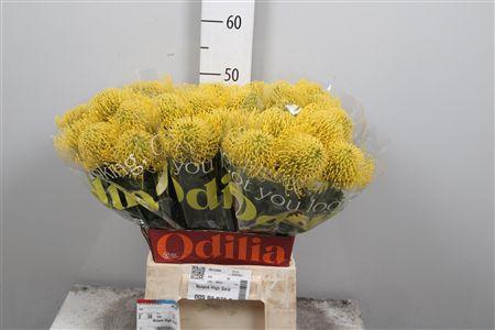 <h4>Leuco High Gold</h4>