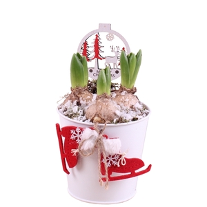 Christmas Arr. Hyacint Zinc pot X-mas White ø12cm 3PP