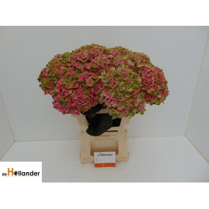 HYDR M MAG CORAL
