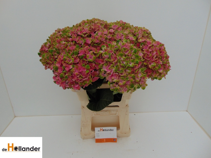 <h4>HYDR M MAG CORAL</h4>