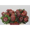 Banksia Coccinea