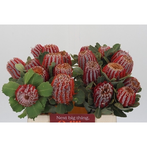 Banksia Coccinea