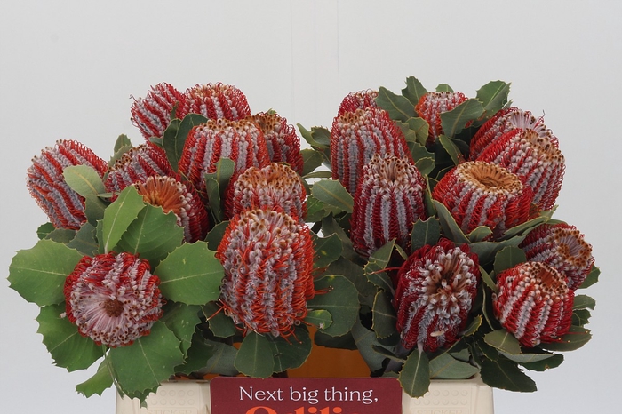 <h4>Banksia Coccinea</h4>