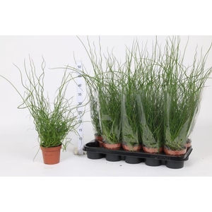 JUNCUS EF LIEBESLOCK