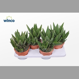 ALOE VARIEGATA MAGIC