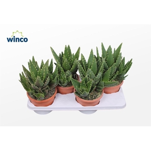 ALOE VARIEGATA MAGIC